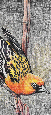 Estor enrollable con diseño de un pájaro en una rama