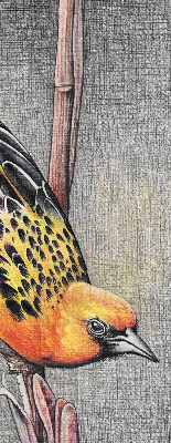Estor enrollable con diseño de un pájaro en una rama