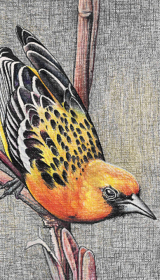 Estor enrollable con diseño de un pájaro en una rama