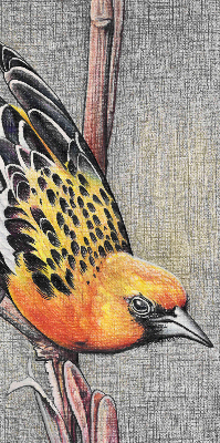 Estor enrollable con diseño de un pájaro en una rama