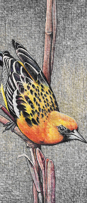 Estor enrollable con diseño de un pájaro en una rama
