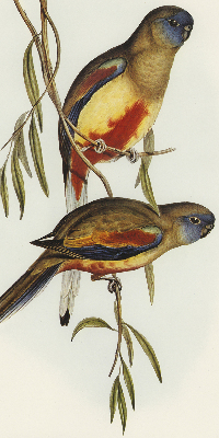 Estor enrollable con estampado 'Dos pájaros en una rama'
