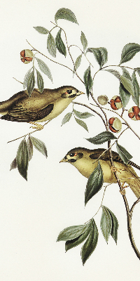 Estor enrollable con diseño de pájaros en un árbol
