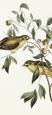 Estor enrollable con diseño de pájaros en un árbol