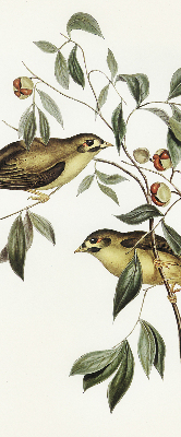 Estor enrollable con diseño de pájaros en un árbol