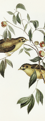 Estor enrollable con diseño de pájaros en un árbol