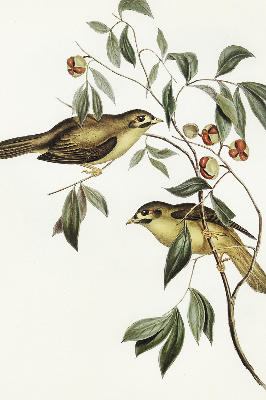 Estor enrollable con diseño de pájaros en un árbol