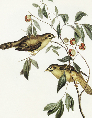 Estor enrollable con diseño de pájaros en un árbol