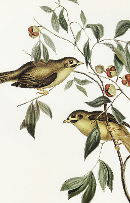 Estor enrollable con diseño de pájaros en un árbol