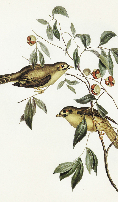 Estor enrollable con diseño de pájaros en un árbol