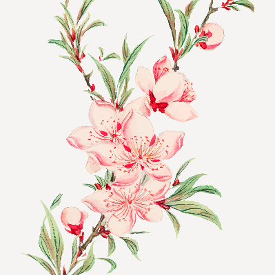 Modern roller blind con estampado de flores rosas