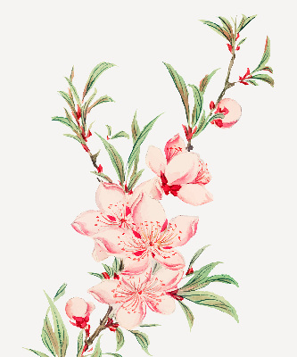 Modern roller blind con estampado de flores rosas