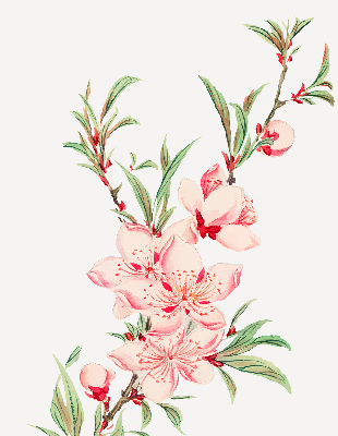 Modern roller blind con estampado de flores rosas