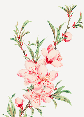 Modern roller blind con estampado de flores rosas