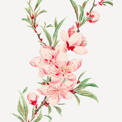 Modern roller blind con estampado de flores rosas