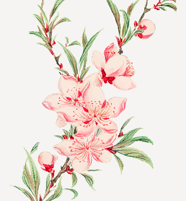 Modern roller blind con estampado de flores rosas