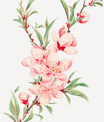 Modern roller blind con estampado de flores rosas