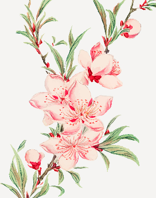 Modern roller blind con estampado de flores rosas