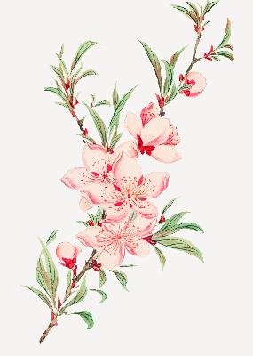 Modern roller blind con estampado de flores rosas
