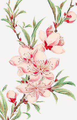 Modern roller blind con estampado de flores rosas