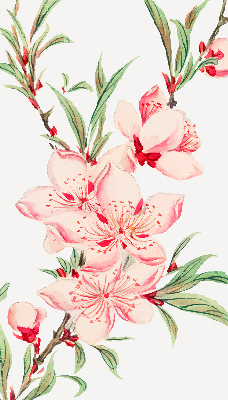 Modern roller blind con estampado de flores rosas