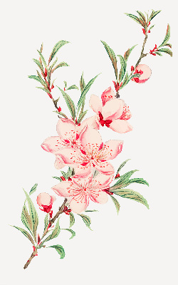 Modern roller blind con estampado de flores rosas
