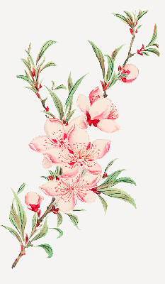 Modern roller blind con estampado de flores rosas