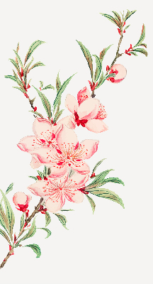 Modern roller blind con estampado de flores rosas