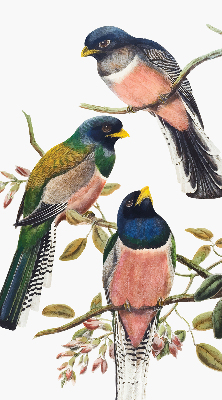 Estor enrollable para ventana con diseño de pájaros en las ramas