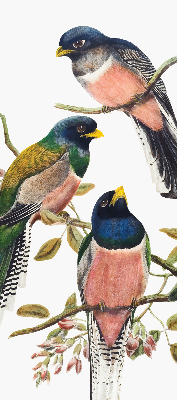 Estor enrollable para ventana con diseño de pájaros en las ramas
