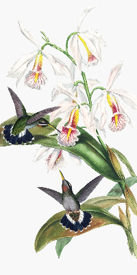 Estor enrollable con diseño de pájaros sobre una flor