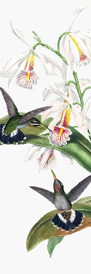Estor enrollable con diseño de pájaros sobre una flor