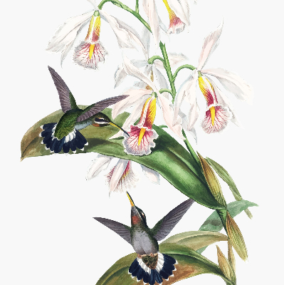 Estor enrollable con diseño de pájaros sobre una flor