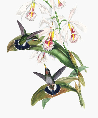 Estor enrollable con diseño de pájaros sobre una flor