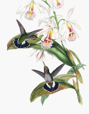 Estor enrollable con diseño de pájaros sobre una flor