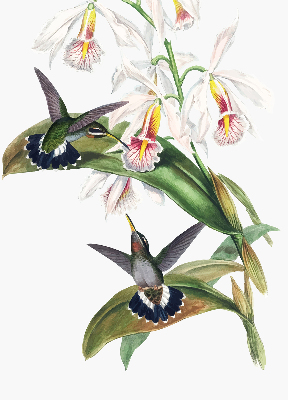 Estor enrollable con diseño de pájaros sobre una flor