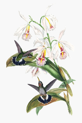 Estor enrollable con diseño de pájaros sobre una flor