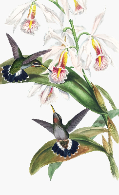 Estor enrollable con diseño de pájaros sobre una flor