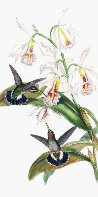 Estor enrollable con diseño de pájaros sobre una flor