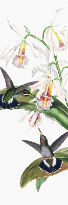 Estor enrollable con diseño de pájaros sobre una flor