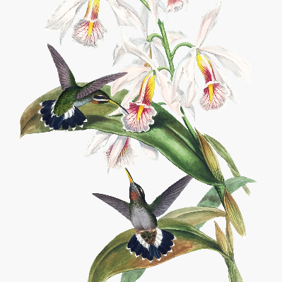 Estor enrollable con diseño de pájaros sobre una flor