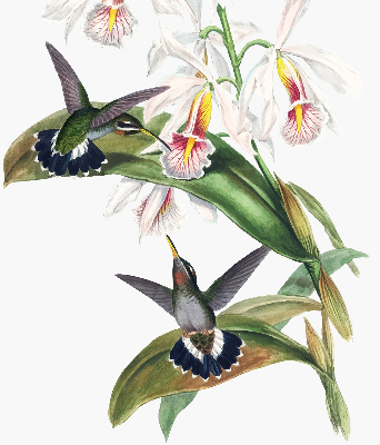 Estor enrollable con diseño de pájaros sobre una flor