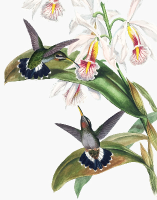 Estor enrollable con diseño de pájaros sobre una flor