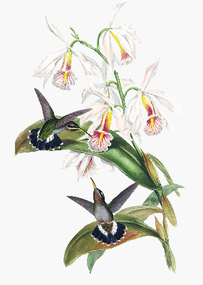 Estor enrollable con diseño de pájaros sobre una flor