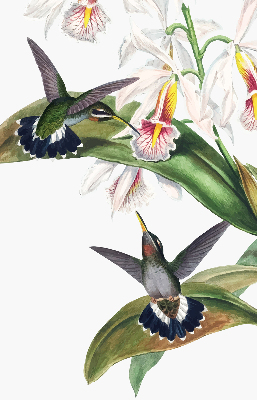 Estor enrollable con diseño de pájaros sobre una flor