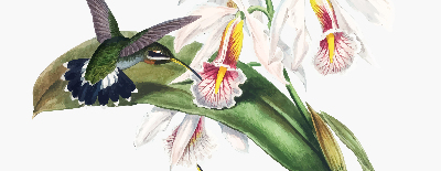 Estor enrollable con diseño de pájaros sobre una flor