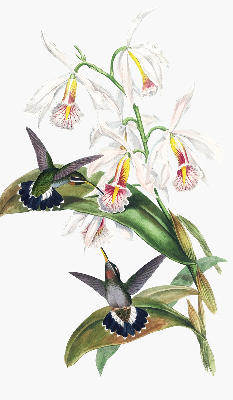 Estor enrollable con diseño de pájaros sobre una flor
