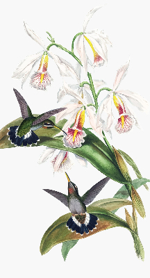 Estor enrollable con diseño de pájaros sobre una flor