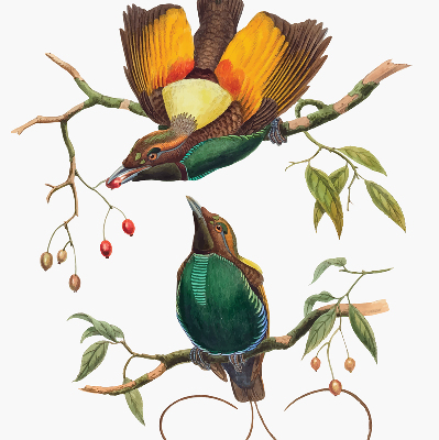 Modern roller blind con estampado de pájaros en una rama
