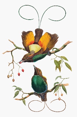 Modern roller blind con estampado de pájaros en una rama